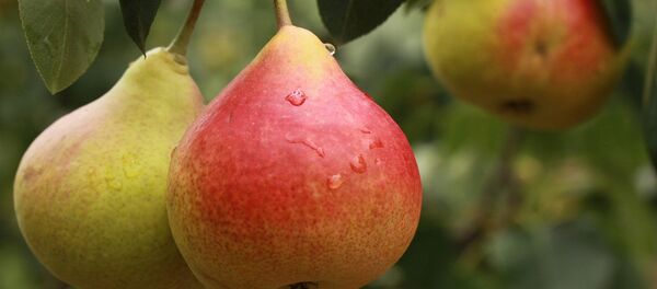 梨 梨 - Sputnik 日本