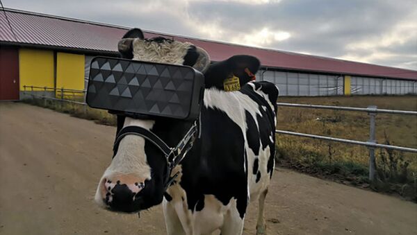 牛にVRメガネを装着 - Sputnik 日本