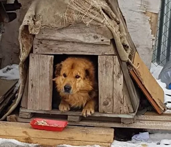 野良犬時代の ミーシカ 小屋でひとりぼっちだった 野良犬時代の ミーシカ 小屋でひとりぼっちだった - Sputnik 日本