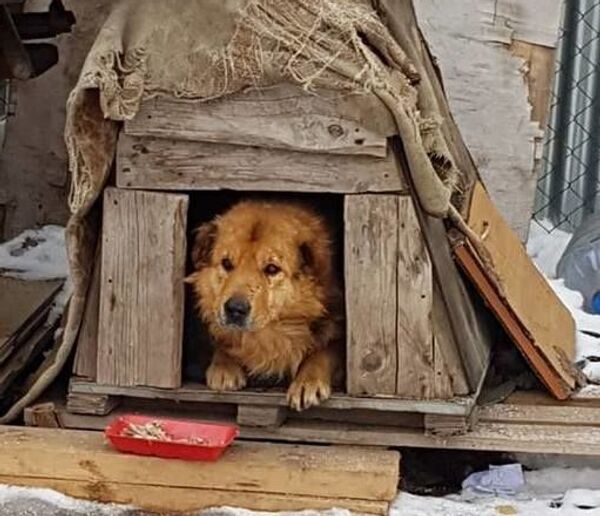 野良犬時代の ミーシカ　小屋でひとりぼっちだった　 - Sputnik 日本