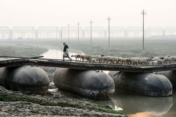 舟橋を渡る羊飼いと羊の群れ　インドのアラーハーバードにて - Sputnik 日本