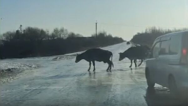よちよち歩きの女王：凍った道を渡ろうとする牛たち　ロシア - Sputnik 日本