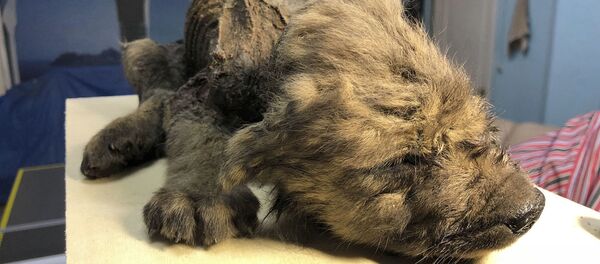 子犬 - Sputnik 日本