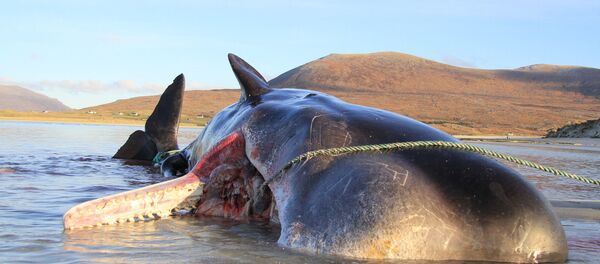 スコットランドでマッコウクジラ スコットランドでマッコウクジラ - Sputnik 日本