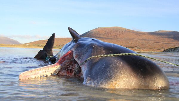 スコットランドでマッコウクジラ - Sputnik 日本