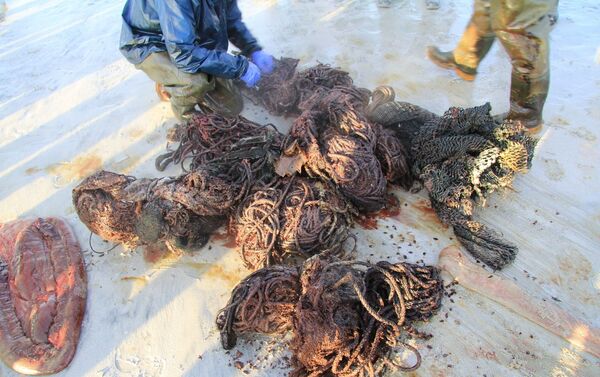 マコウクジラの胃の中から100キロのゴミ - Sputnik 日本
