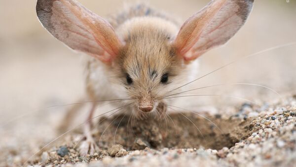 ロシアのワレリー・ミラエフ氏の「大きな耳（Big ears）」。ゴビ砂漠調査中にトビネズミの長い耳を捉えた - Sputnik 日本