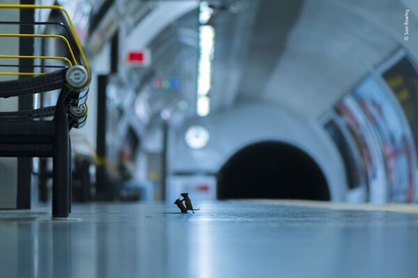 英国のサム・ロウリー氏の「駅の喧嘩」。ロウリー氏はロンドン地下鉄駅で乗客が捨てた食べ物をめぐる、ネズミたちの争いを目撃した - Sputnik 日本