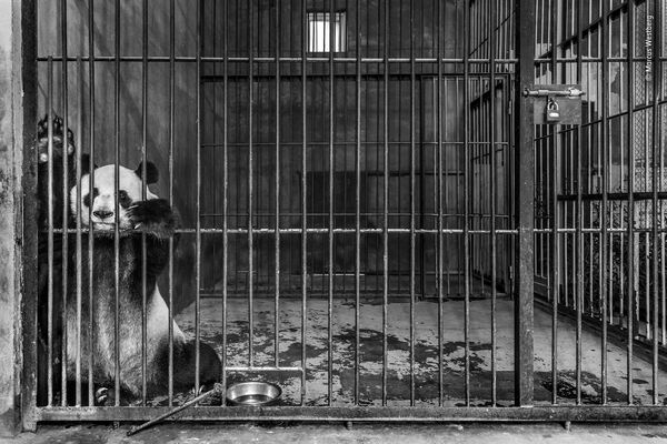 スウェーデンのマルクス・ウエストバーグ氏の「囚われの身」。陝西省パンダセンター、檻中に佇む巨大パンダ - Sputnik 日本