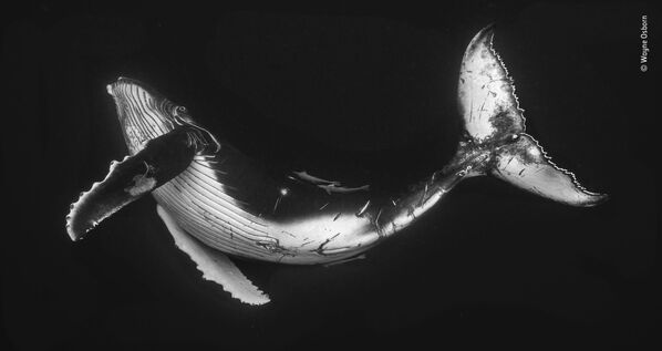 オーストラリアのウエイン・オズボーン氏の「ザトウクジラ」。撮影者が潜水したところ、母クジラと子クジラに遭遇 - Sputnik 日本