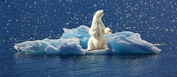 ホッキョクグマ - Sputnik 日本