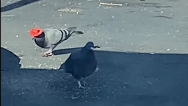 テンガロンハットを被った鳩が出現　ラスベガス - Sputnik 日本