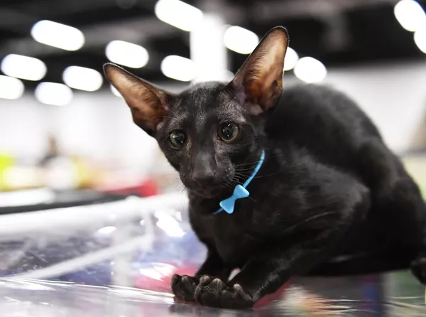 2019年ロシアで最も人気だった猫の品種は？