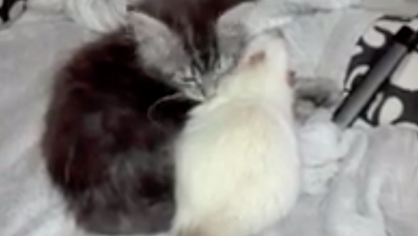 ステレオタイプに反する友情：子猫がネズミを毛づくろい - Sputnik 日本