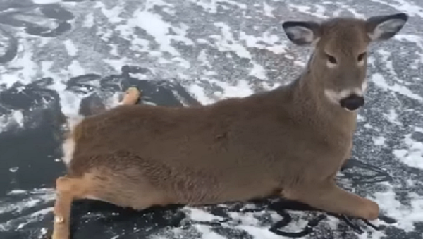 カナダのスケーター　凍った湖上から鹿の家族を救出 - Sputnik 日本