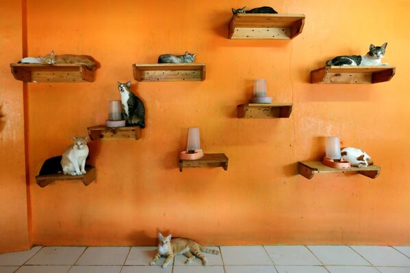 保護施設「Rumah Kucing Parung」で暮らす猫たち　インドネシアのボゴールにて - Sputnik 日本