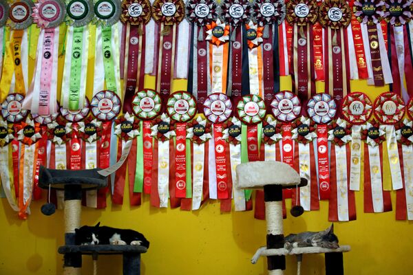 Отдыхающие коты у стены с наградами в приюте «Rumah Kucing Parung» в Богоре, Индонезия受賞したメダルがかかった壁のそばでぐっすり - Sputnik 日本