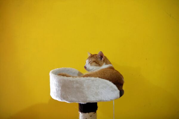 施設で暮らす猫 - Sputnik 日本
