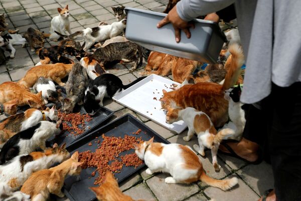 猫たちの食事風景 - Sputnik 日本