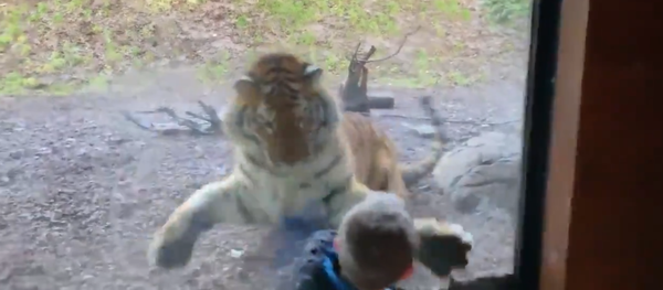 今日のご飯は決まった？　トラが少年を... - Sputnik 日本