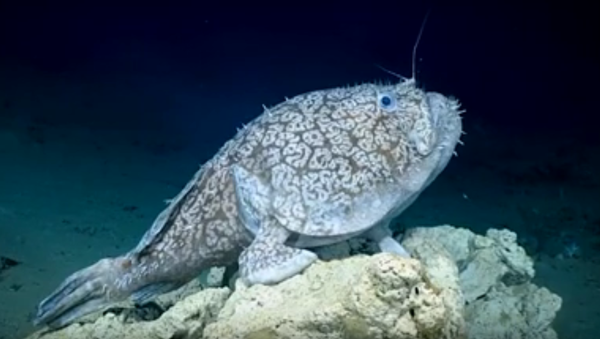 「足」が生えた希少な魚　米国の深海で撮影 - Sputnik 日本