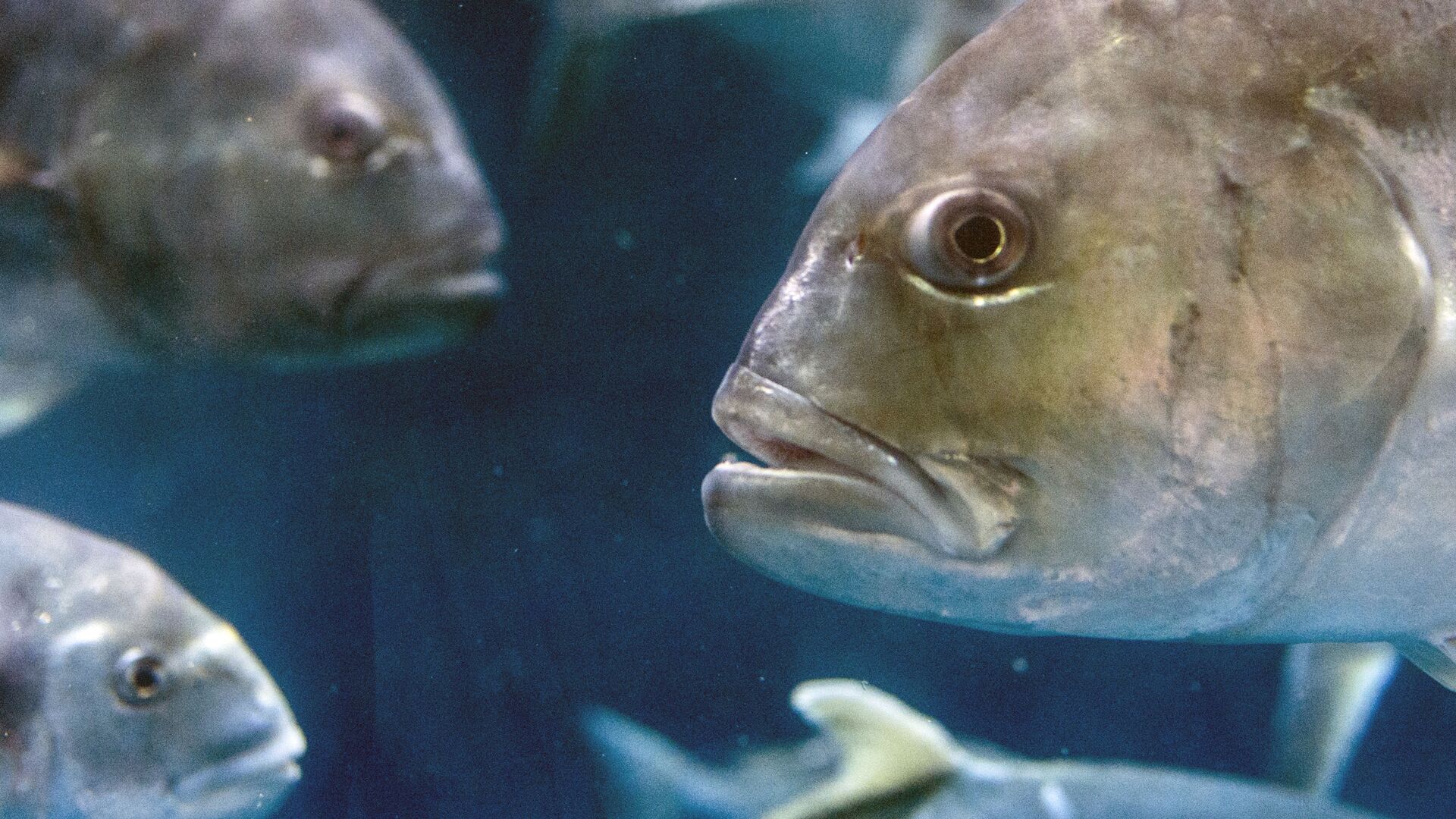 水族館で飼われている世界最長寿の魚が披露される　少なくとも90歳　米国　 - Sputnik 日本, 1920, 31.01.2022