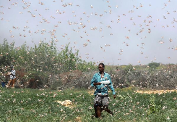 ソマリアでイナゴが大発生　農夫も一苦労 - Sputnik 日本