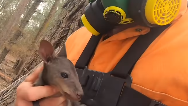 「赤ちゃん、怖がらないで！」 豪州の農業関係者が森林火災から小さなカンガルーを救出 - Sputnik 日本