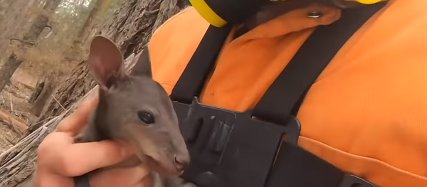 「赤ちゃん、怖がらないで!」 豪州の農業関係者が森林火災から小さなカンガルーを救出 「赤ちゃん、怖がらないで!」 豪州の農業関係者が森林火災から小さなカンガルーを救出 - Sputnik 日本