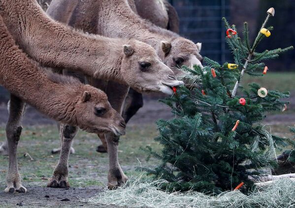 クリスマスツリーに食いつくラクダ　ベルリンの動物園にて - Sputnik 日本