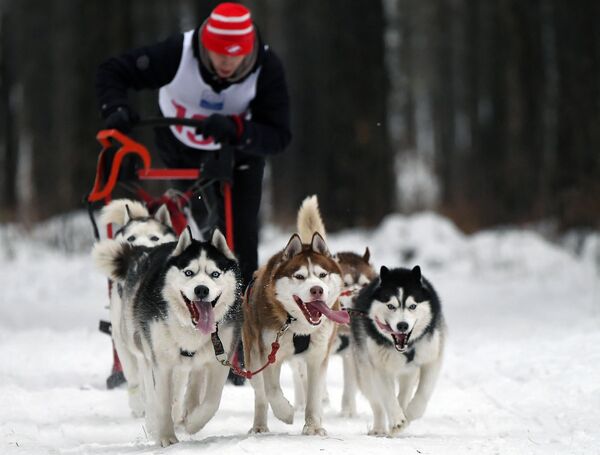 犬ぞりレースが開催　ロシアのクラスノヤルスク地方にて - Sputnik 日本