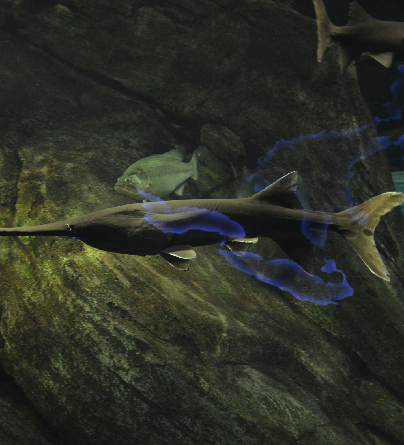 最大級の淡水魚が絶滅 さらに140種が絶滅の危機に - 2020年1月11