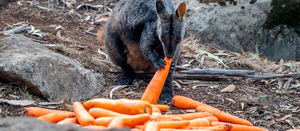 ワラビー - Sputnik 日本