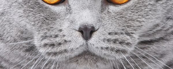 灰色の猫 灰色の猫 - Sputnik 日本