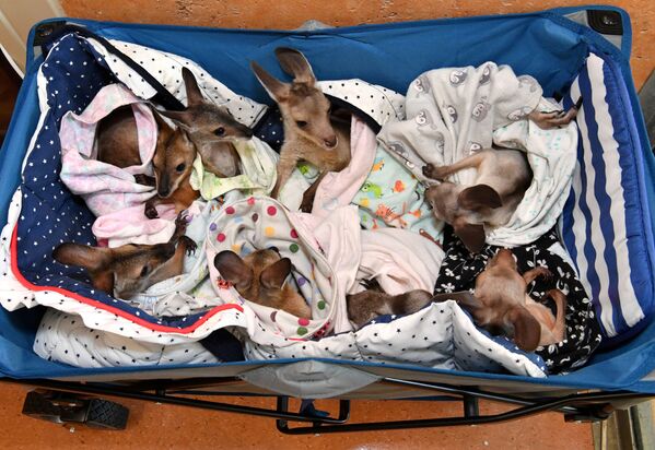 保護された孤児の赤ちゃんカンガルー　オーストラリア・ズー・ワイルドライフ病院にて - Sputnik 日本