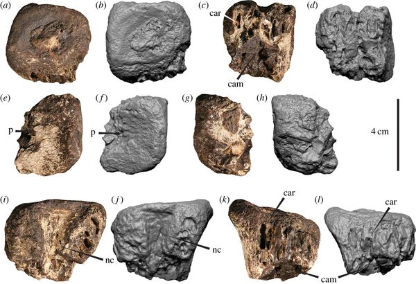 地球史上最も危険な肉食恐竜の化石が発見される オーストラリア 地球史上最も危険な肉食恐竜の化石が発見される オーストラリア - Sputnik 日本