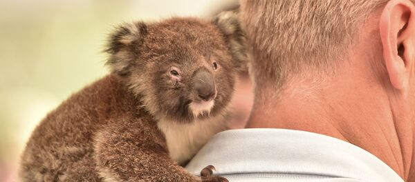 コアラ コアラ - Sputnik 日本