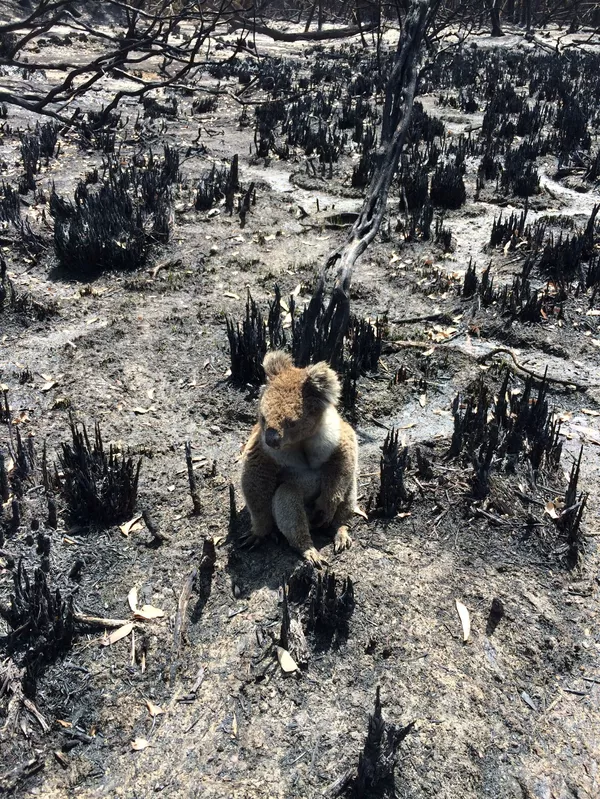 火災で焼け野原になった土地に立ち尽くすコアラ