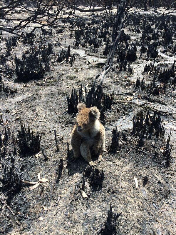 火災で焼け野原になった土地に立ち尽くすコアラ - Sputnik 日本
