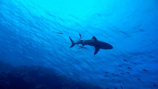 福岡県糸島市　海岸に数十匹のサメを確認　注意呼びかけ - Sputnik 日本
