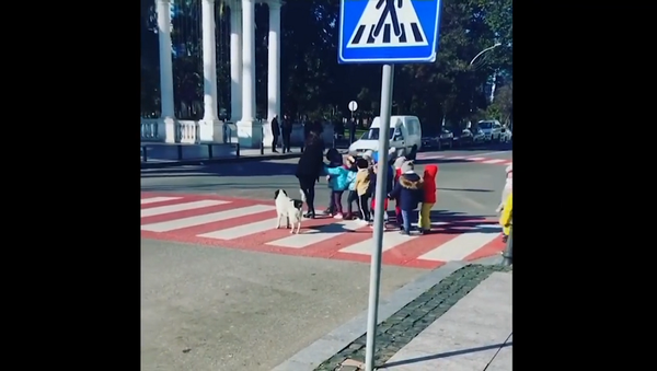 グルジアで野良犬が道路を渡る子どもたちを手助け - Sputnik 日本