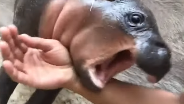 赤ちゃんカバ、甘噛みで挨拶　タイ動物園 - Sputnik 日本