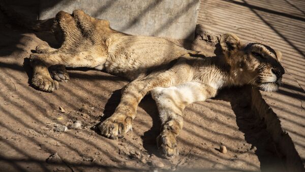 スーダンの動物園　飢えでライオンが危機的状況に - Sputnik 日本