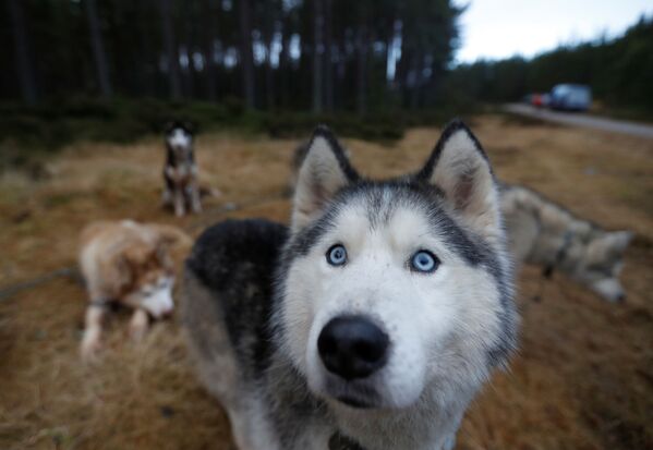 毎年恒例の犬ぞりレース「Aviemore Sled Dog Rally」に参加するシベリアンハスキー　スコットランド・ フェシエブリッジにて - Sputnik 日本