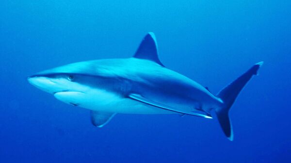 Белоперая акула - Sputnik 日本
