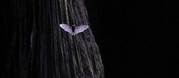 Летучая мышь в узком ущелье в Уишане, Китай - Sputnik 日本