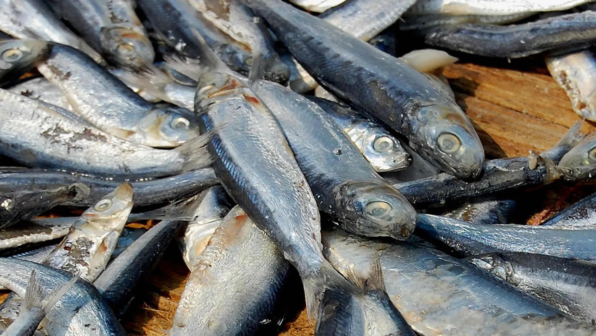 近い将来、ニシンやイワシといった魚類は絶滅する
