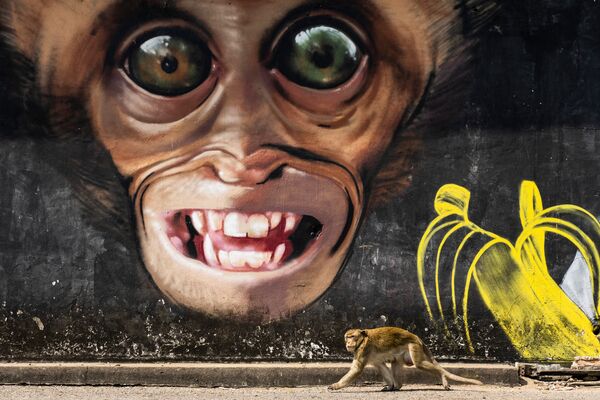 「ネイチャー&ワイルドライフ」部門　『サルの落書き（Monkey grafitti ）』　ジョアン・デ・ラ・マラ氏（スペイン） - Sputnik 日本