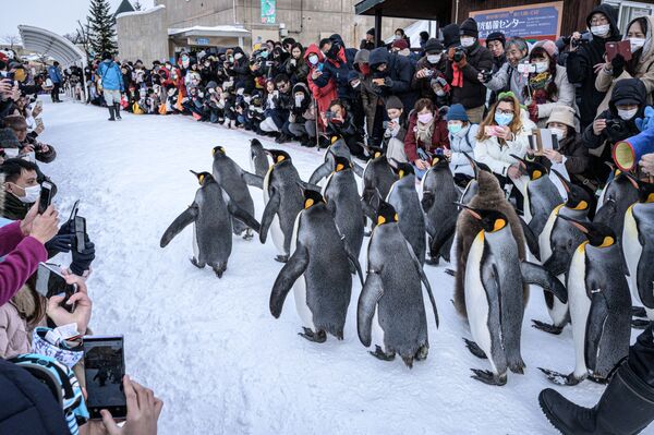 旭山動物園でキングペンギンが行進　日本・北海道　 - Sputnik 日本