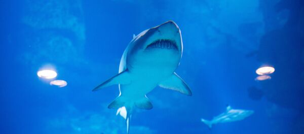 サメ - Sputnik 日本